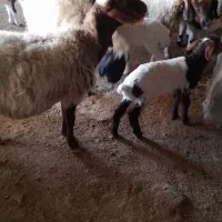 گوسفند میش وبره|حیوانات مزرعه|ملکشاهی, |دیوار