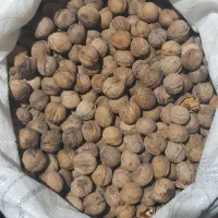 گردوی سفید وخوش مزه|خوردنی و آشامیدنی|میاندوآب, |دیوار