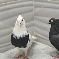 کبوتر طوقی و زاغ آبادانی چنگو چشم سفید