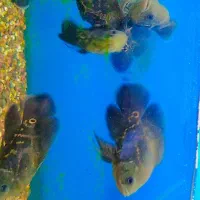 ماهی زینتی|ماهی|سبزوار, پیام|دیوار