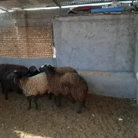 بره نره|حیوانات مزرعه|قزوین, |دیوار