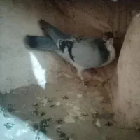 سین سیا|پرنده|کرمان, |دیوار