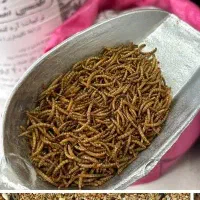میلورم خشک