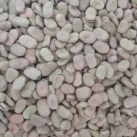 باقلا هم برای پختن هم برای کاشت