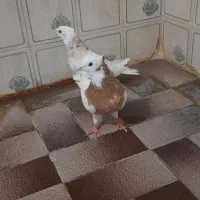 جفت سینه و طوقی|پرنده|شیراز, دشت چنار|دیوار