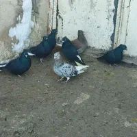 فروش کبوتر دم سفید