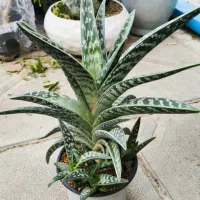 ساکولنت آلوئه واریگاتا
