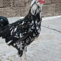مرغ و خروس