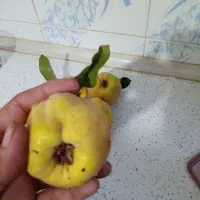 میوه به تازه و خوشعطر
