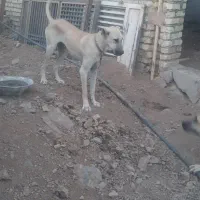 سگ سرابی کانگال