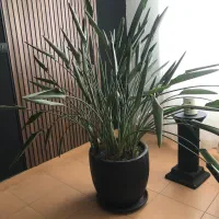 گیاه پرنده بهشتی