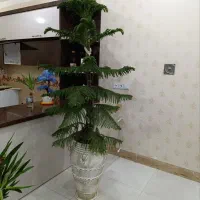 کاج مطبق