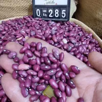 لوبیا قرمز ایرانی امسالی