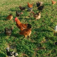 فروش فوری مرغ و خروس|حیوانات مزرعه|معصومیه, |دیوار