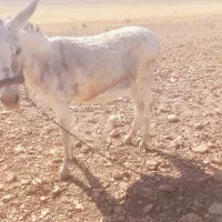 الاغ|حیوانات مزرعه|بن, |دیوار