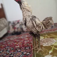 خروس لاری