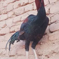 خروس لاری ۱۰ ماهه هنوز اذان نمیده