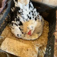 مرغ کرچ‌ رو تخم‌ و جوجه گلین و جوجه گلین زیر مرغی