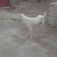 سگ نگهبان ادمگیر|حیوانات|بجنورد, |دیوار
