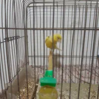 قناری ماده طلایی ۵ تخم اماده اماده|پرنده|بیرجند, |دیوار