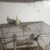 مرغ عشق با 7 تخم