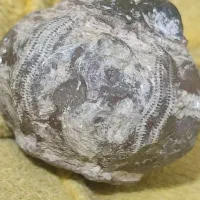 فسیل خشخاش عتیقه|کلکسیون اشیاء عتیقه|مشهد, رده|دیوار