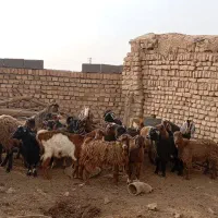 فروش بزغاله ماده ونر جوان