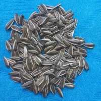 تخمه افتابگردان s400 درجه یک