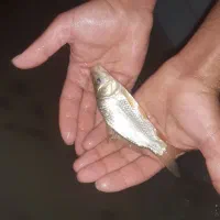 ماهی کپور و امور و فتوفاگ پرورش ماهی عابدان پور