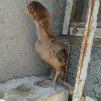 جوجه لاری