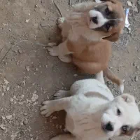 واگذاری الابای