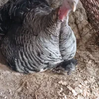 بوقلمون نر و ماده