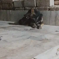 سگ سرابی سراوان