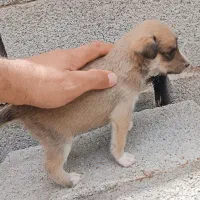 پاکوتا|سگ|اردبیل, |دیوار