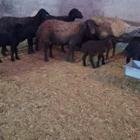 ۶راس میش و بره