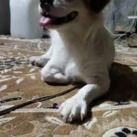 سگ‌اشپیدز|سگ|بوشهر, |دیوار