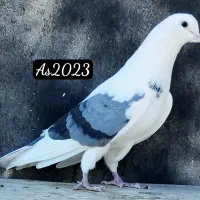 پشت سبز|پرنده|تهران, نیروی هوایی (پیروزی)|دیوار