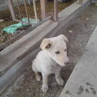 سگ ....|سگ|شفت, |دیوار