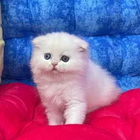 شهر گربه‌ میوهاپ(پرشین/بریتیش/اسکاتیش)|گربه|مشهد, سجاد شهر|دیوار