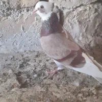 کفتر شازده پیس چش سفید کاکولی وکله دم سبز