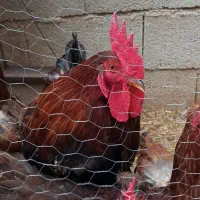 فروش‌مرغ‌وخروس‌محلی