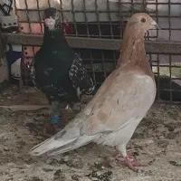 چند تا حیوان فروش|پرنده|بجنورد, |دیوار