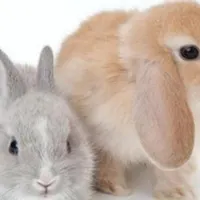 دوتاخرگوش گم شده