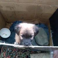 سگ خول|سگ|فردیس, شهرک وحدت|دیوار