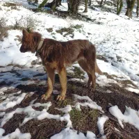 واگذاری سگ نگهبان