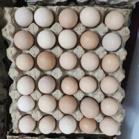 فروش تخم مرغ محلی ارگانیک گلپایگان تولید روز|خوردنی و آشامیدنی|مشهد, کوی سیدی|دیوار