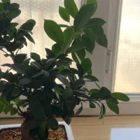 استخدام منشی