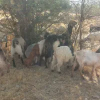 کهره و بز کهره دار|حیوانات مزرعه|کازرون, |دیوار