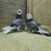 کبوتر خوش خال