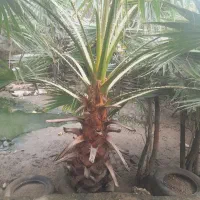 نخل زینتی پالم بادبزنی۲.۵ متری|گل و گیاه طبیعی|سیاهکل, |دیوار